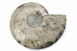 Cut & Polished Ammonite Fossil (Half) - Madagascar #362393-1
